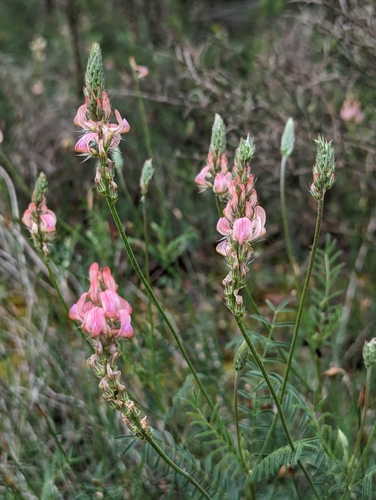 Image of Onobrychis supina by (c) Denis Bastianelli, some rights reserved (CC BY)