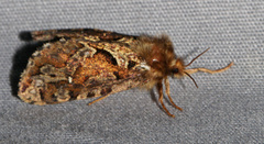 Korscheltellus gracilis