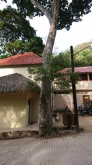 Astronium graveolens