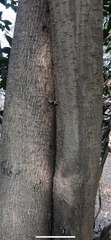 Ligustrum lucidum