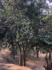 Ligustrum lucidum