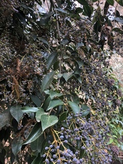 Ligustrum lucidum