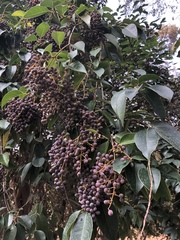 Ligustrum lucidum