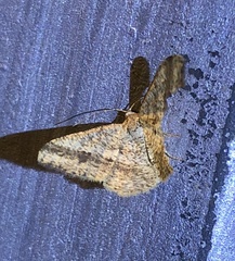 Chiasmia fidoniata