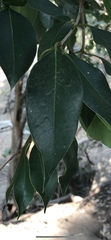 Ligustrum lucidum