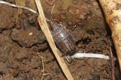 Burmoniscus mauritiensis