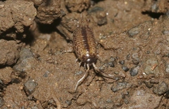 Burmoniscus mauritiensis