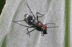 Taeniaptera angulata