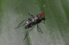 Taeniaptera angulata