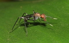 Taeniaptera angulata