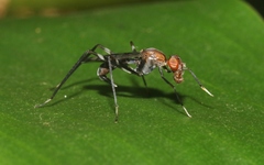 Taeniaptera angulata