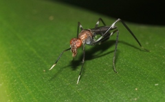 Taeniaptera angulata