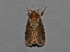 Korscheltellus gracilis