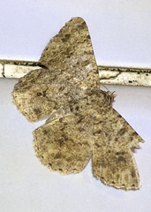 Racotis boarmiaria