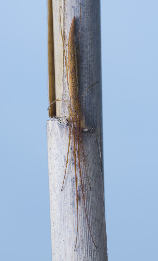 Tetragnatha reimoseri