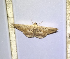 Ruttellerona pseudocessaria