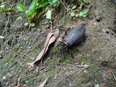 Acanthinodera cumingii