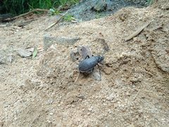 Acanthinodera cumingii