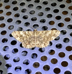 Racotis boarmiaria