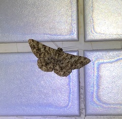 Racotis boarmiaria