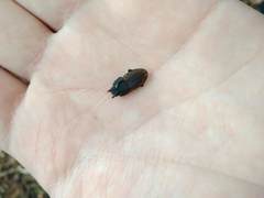 Erichius vittatus vittatus