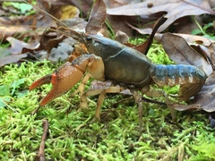 Lacunicambarus acanthura