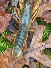 Lacunicambarus acanthura