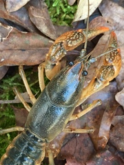 Lacunicambarus acanthura