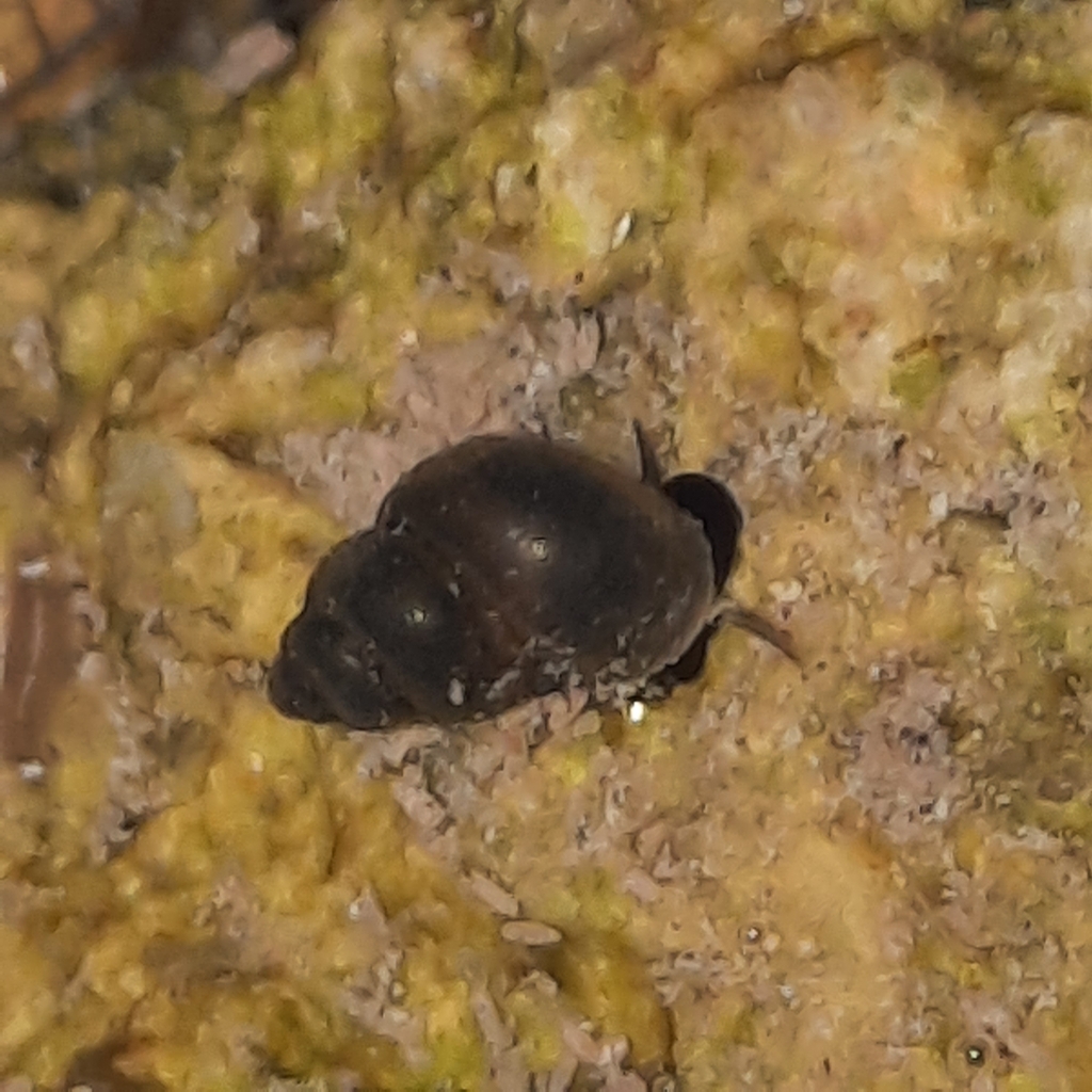 Mercuria similis