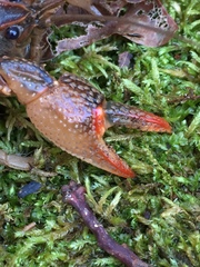 Lacunicambarus acanthura