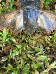 Lacunicambarus acanthura