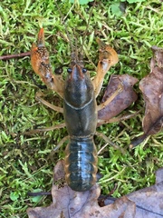 Lacunicambarus acanthura