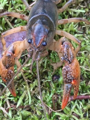 Lacunicambarus acanthura