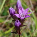 Chiltern Gentian - Photo (c) petreluk, some rights reserved (CC BY-NC-SA)