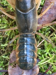 Lacunicambarus acanthura