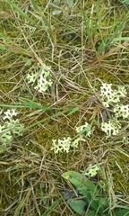 Xanthoparmelia semiviridis