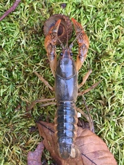 Lacunicambarus acanthura