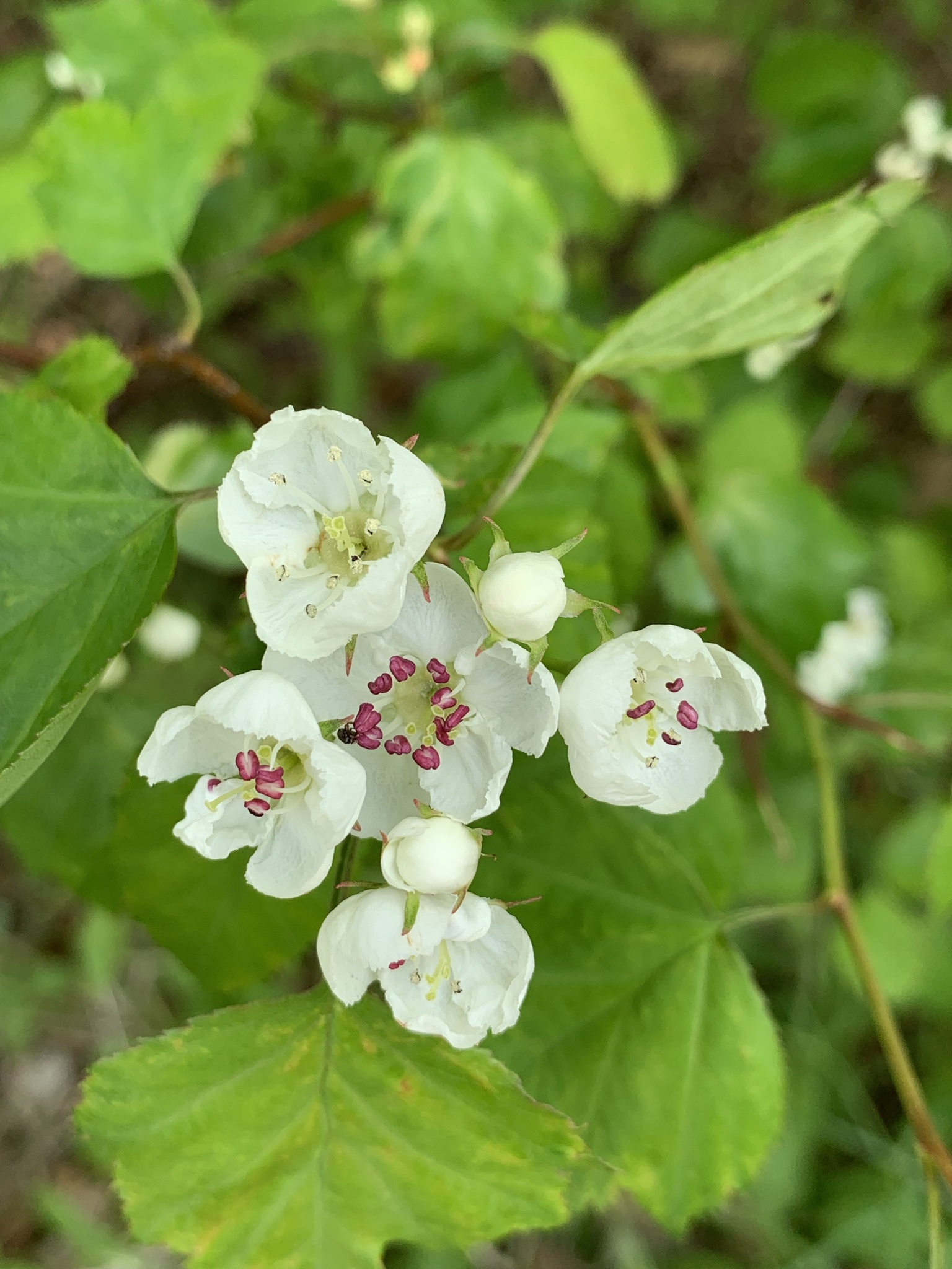 Crataegus pruinosa var. dissona