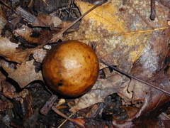 Amphibolips confluenta