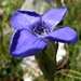 Fringed Gentian - Photo (c) José María Escolano, some rights reserved (CC BY-NC-SA)