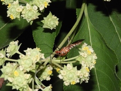 Zelus grassans