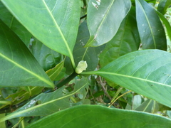 Psychotria psychotrioides image