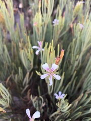 Pelargonium laevigatum oxyphyllum
