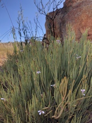 Pelargonium laevigatum oxyphyllum