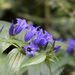Gentiana asclepiadea - Photo (c) Gernot Hochmueller, algunos derechos reservados (CC BY)