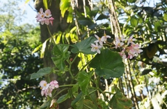 Begonia minor