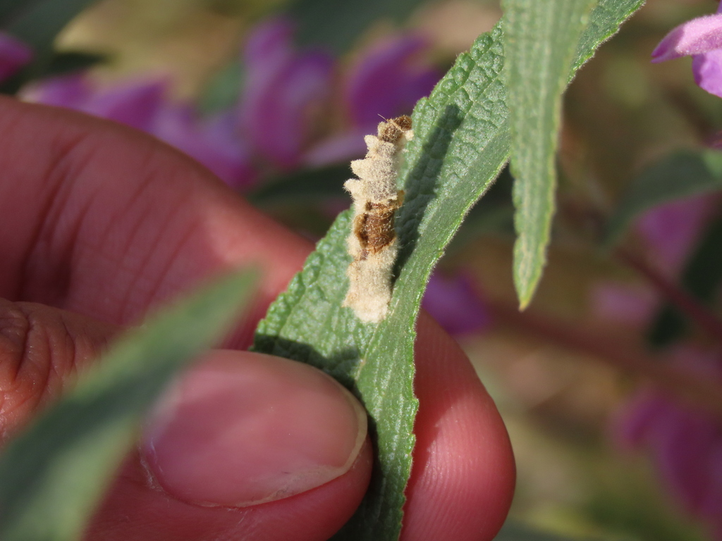 Coleophora inusitatella