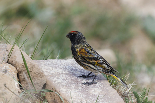 Fire-fronted Serin