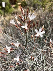 Limonium longifolium