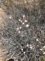 Limonium longifolium